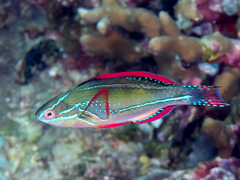 Exquisite Wrasse photo 1