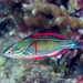 Exquisite Wrasse - Photo (c) Rickard Zerpe, some rights reserved (CC BY)