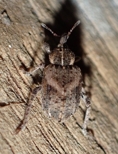 Brachypera lunata