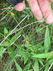 Angiospermae
