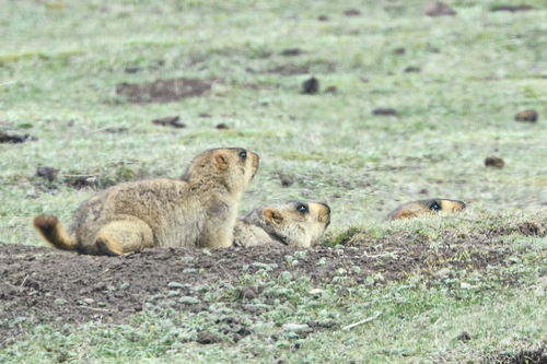 Himalayan Marmot