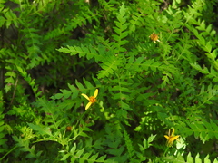 Chrysactinia pinnata