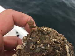 Boltenia villosa