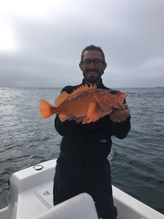 Sebastes constellatus