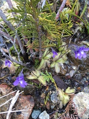 Pinguicula macroceras