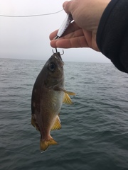 Sebastes serranoides