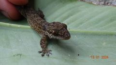 Swan Islands Croaking Gecko photo 1