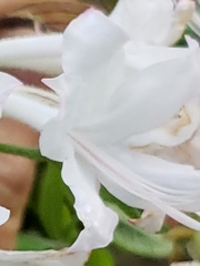Rhododendron alabamense