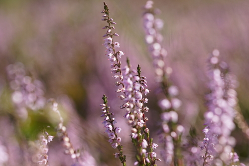Calluna vulgaris