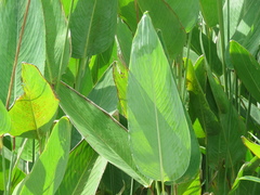 Sagittaria montevidensis