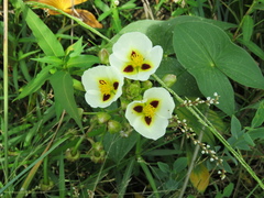 Sagittaria montevidensis