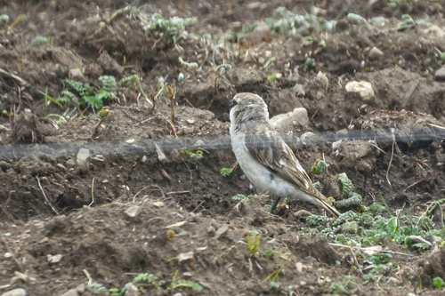 White-rumped Snowfinch (Onychostruthus taczanowskii), photo 10