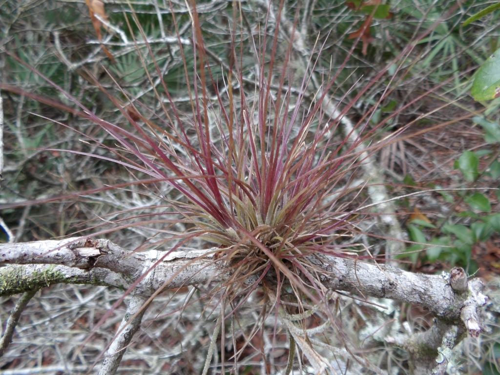 Needleleaf southern needleleaf airplant in January 2024 by Joe Alec King · iNaturalist