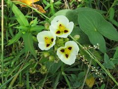 Sagittaria montevidensis