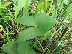 Sagittaria montevidensis