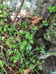Nemophila parviflora