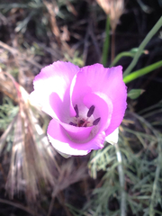 Calochortus splendens