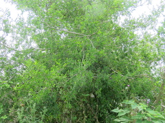 Angiospermae