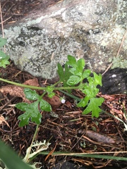 Nemophila parviflora