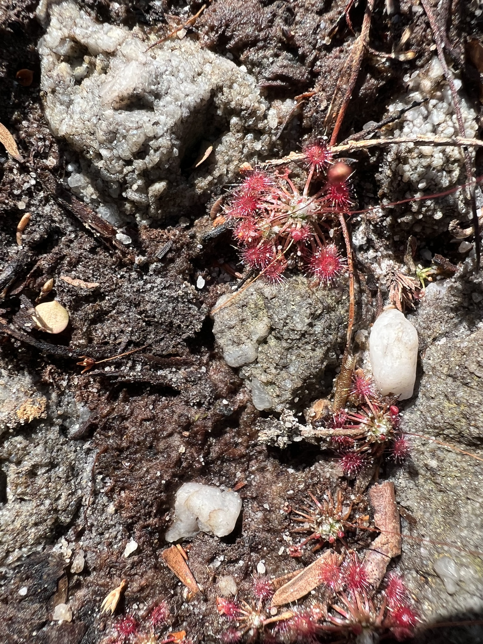 Drosera pygmaea