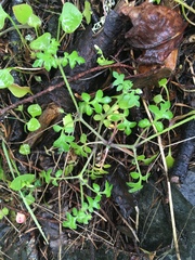 Nemophila parviflora