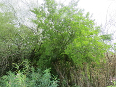 Angiospermae