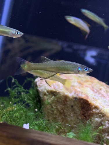 Threadfin rainbowfish (Iriatherina werneri) — Melanotaeniidae — 5