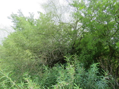 Angiospermae