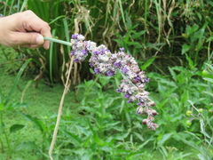 Angiospermae