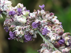Angiospermae