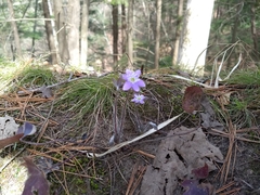 Hepatica americana