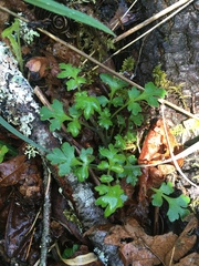 Nemophila parviflora