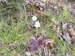 Hepatica americana