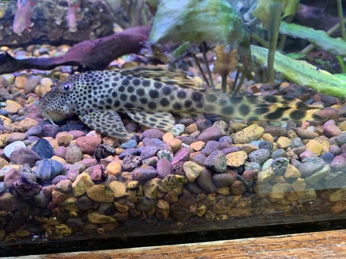 Sabaji pleco (Hemiancistrus sabaji) — Loricariidae