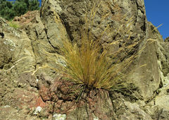 Rytidosperma setifolium