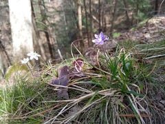 Hepatica americana