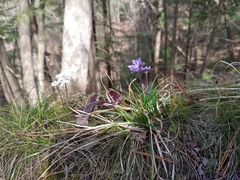 Hepatica americana