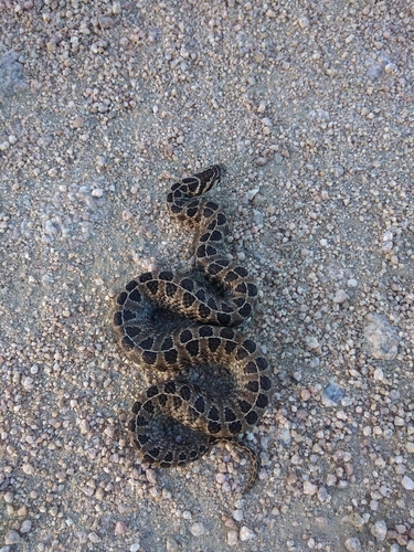 Ocellated Pampas Snake