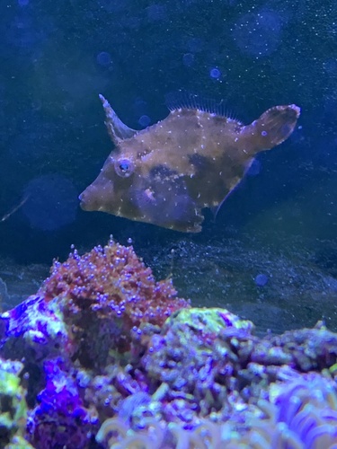 Cryptic filefish (Paramonacanthus japonicus) — Monacanthidae — 5