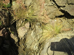 Rytidosperma setifolium