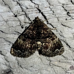 Metalectra richardsi