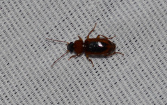 Stenolophus dissimilis