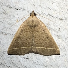 Zanclognatha marcidilinea