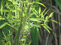 Salix caroliniana