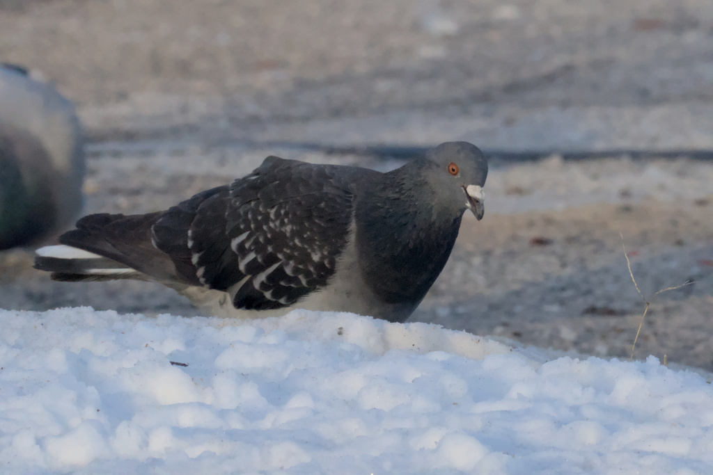 Feral Pigeon from Baltimore, MD, USA on January 23, 2024 at 07:58 AM by ...