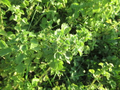 Urtica chamaedryoides