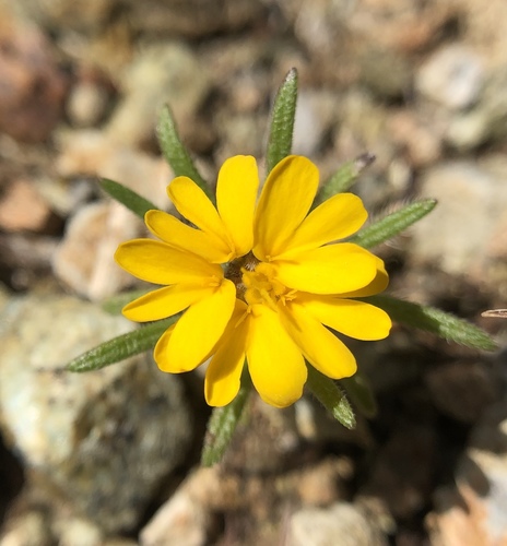 Hall's madia (Harmonia hallii)