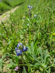 Lupinus nanus