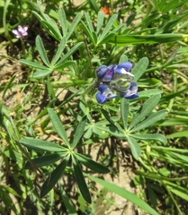 Lupinus nanus