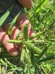 Lupinus nanus